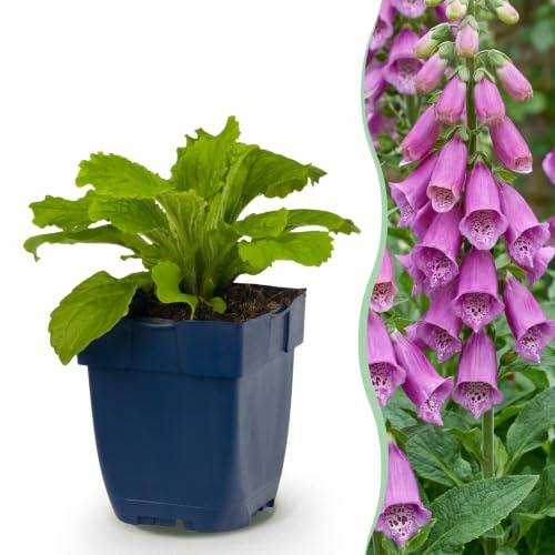 Digitalis purp. Dalmatian Purple - Digitale - Ombra - Viola - 24 piante - 15-25cm - Ø11cm - Pianta da giardino