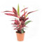 Stromanthe sanguinea Triostar, Korbmarante, echte Zimmerpflanze im 12cm Topf, Höhe ca. 20cm