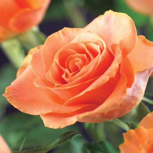 Kletterrose Rosa Orange Climber Wenig Pflege Gartenpflanze 2 Pflanzen 40 cm | lange Blütezeit, für helle Standorte, dekorative Knospen, pflegearm