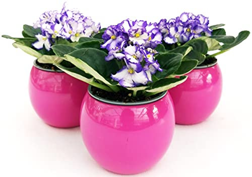 POWERS TO FLOWERS - SAINTPAULIA VIOLA/BIANCA, 3 PIANTE VASO CERAMICA SFERICO ROSA, VIOLETTA AFRICANA, pianta vera
