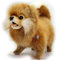 Zwergspitz Premium Hund Pomeranian braun Sammeltier Plüschtier Dekotier PRISCO - Kuscheltiere*biz