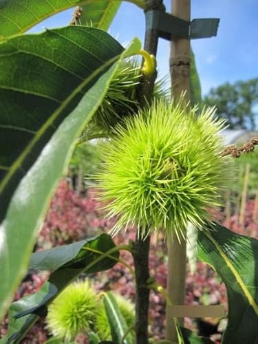 Castanea sativa Ecker - Esskastanie Ecker