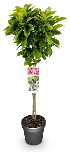 Magnolie Magnolia Susan Rosa blühend & duftend Staude ca. 90 cm | laubabwerfend und winterhart, zierbaum für Beet Balkon Terrasse, bienenfreundlich, robuster Wuchs