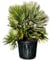 Tropictrees - Chamaerops Humilis Vulcano - Zwergpalme winterhart- 125 cm - Vulcano Palme