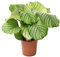 Calathea Orbifolia 30-40 cm - Korbmarante Zimmerpflanze – Pflegeleichte, Dekorative Pflanze für das Zuhause - Luftreinigend & Schattentolerant
