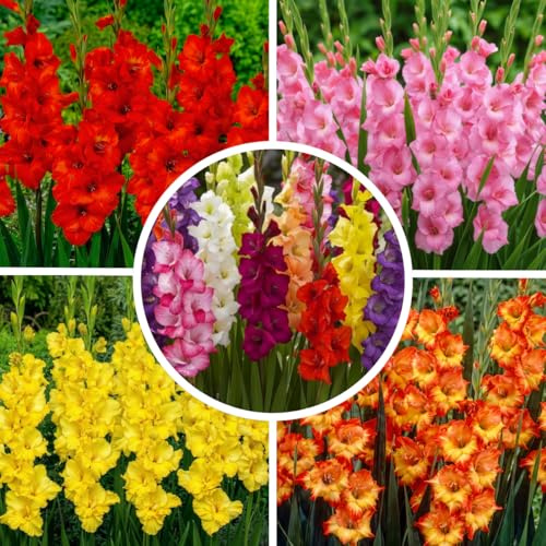 FLORIUM - Colección de gladiolos Super (50 bulbos). Mezcla exclusiva de plantas de Holanda. 7 variedades/colores. Plantas perennes para decoración de jardín y balcón (sin semillas, no resistente)