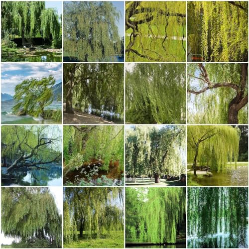 150 pcs trauerweide baum samen, seltene pflanzen Weidenbaum Weidensamen weide - topf pflanze gartenpflanzen winterhart mehrjährig kübelpflanzen winterhart mehrjährig geschenke