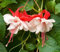 100 graines de fleurs de fuchsia blanches et rouges