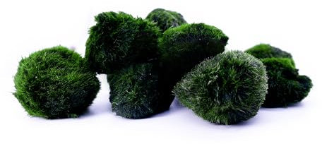 Aquarium Mooskugel 10er Set | natürlicher Wasserfilter | Marimo Mossball Aegagrophila linnaei | Größe ca. 3cm