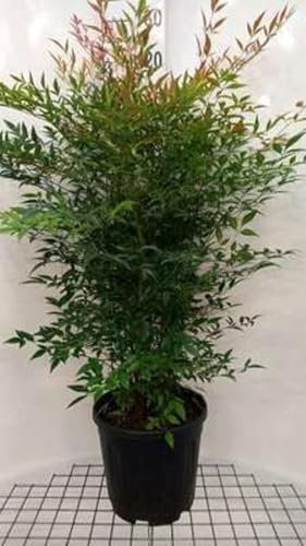 Nandina domestica - Bambou Sacré, Bambou Céleste, Nandine Domestique 60-80 cm en pot 15 liter/litre