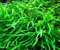 Java Fern Trident Microsorum Pteropus Pot Narrow Live Aquarium Plant Decoration