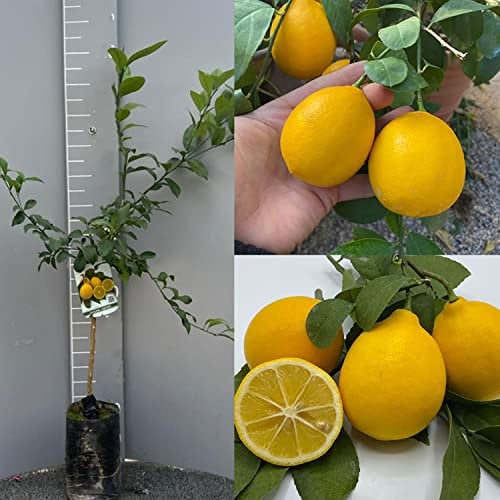 SAVINI VIVAI Pianta di Limone Albero Agrumi Limone Meyer in Fitocella Altezza 100-120 cm di 1 anno di Innesto Made Italy