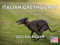 Italienischer Windhund Kalender 2024 Wandkalender