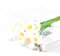 5 flores artificiales de lirios de cala de tacto real, elegantes plantas de seda de tacto real, ramo de boda, flores para el hogar (blanco)