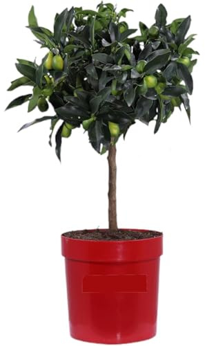 Mandarino Cinese (Kumquat) Pianta – Pianta di Citrus Japonica | Facili da Coltivare in Vaso o Giardino | Frutti Commestibili con Buccia Dolce-Acidula e Fogliame Decorativo