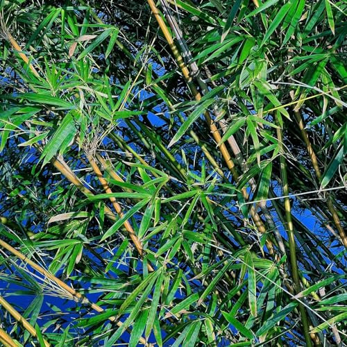 100 pcs bambus samen bambus samen winterhart bambus pflanze winterharte kübelpflanzen bonsai samen garten blumen bio saatgut gewächshaus balkon stauden winterhart mehrjährig pflanzen