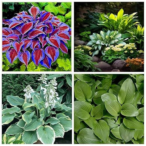 Hosta Bulbo, Hosta Rara, Hosta, Cobertura Del Suelo,Plantas En Macetas, BalcóN,Cuatro Estaciones,Tolerantes Al FríO Y A La Sombra, DecoracióN Del Patio-15bulbos-A