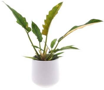 Philodendron Feuerring | 30cm | mit Topf wählbar