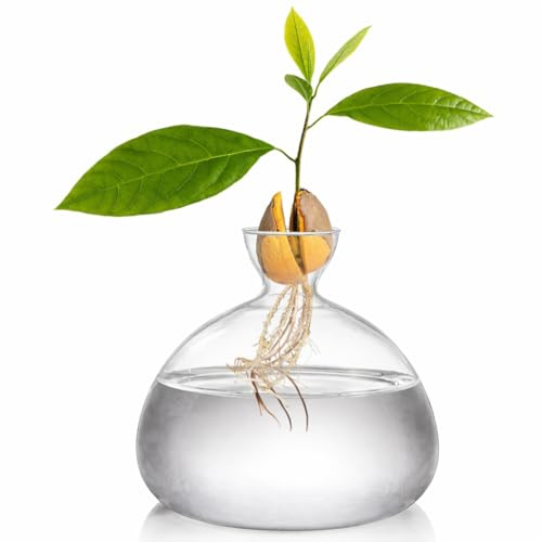 Generisch Avocado-Samen-Anzuchtvase aus Glas, mittelgroße Avocado-Vase, Pflanztopf aus Glas Geschenk,für Hydrokulturpflanzen, kristallklare Anzuchttöpfe, kleine Bäume im Innenbereich
