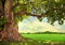 wandmotiv24 Fototapete Baum 3D Frühling, XXL 400 x 280 cm - 8 Teile, Wanddeko, Wandbild, Wandtapete, Grün, Wiese, Blätter M0715