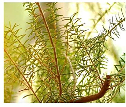 Stk - 15x Erica caffra Heidekraut Zimmer Garten Pflanzen - Samen B1427 - Seeds & Plants Shop by Ipsa