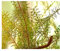 Stk - 15x Erica caffra Heidekraut Zimmer Garten Pflanzen - Samen B1427 - Seeds & Plants Shop by Ipsa