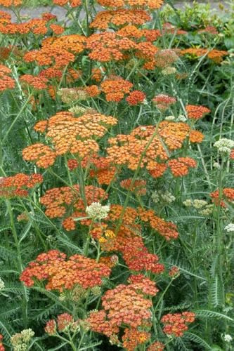 Achillea millefolium 'Terracotta' 9x9 cm Topf – Winterhart, Mehrjährig, Pflegeleicht – Schafgarbe – Staude für Beet & Rabatte