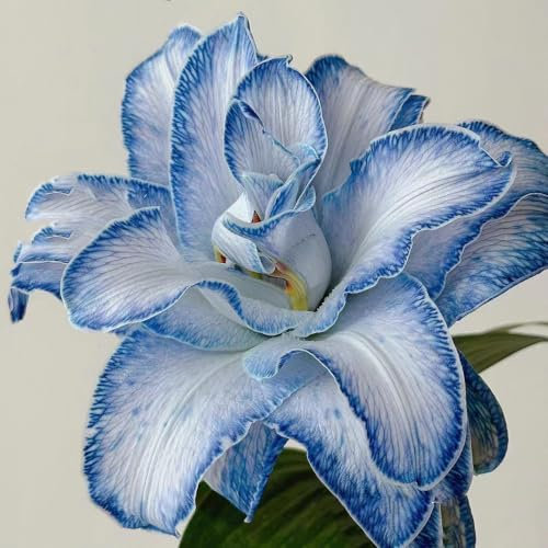 8 pcs lilien zwiebeln winterhart, Riesenlilien Baumlilien, blumenzwiebeln, kleine geschenke (Lilium brownii) frühblüher zwiebeln, plants blumenzwiebeln frühblüher, mini geschenke blumen,