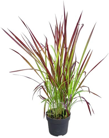 Japanisches Blutgras 'Red Baron', immergrün, pflegeleicht, Gartenpflanze, rote Blätter, winterhart, kompakte Größe, asiatischer Garten