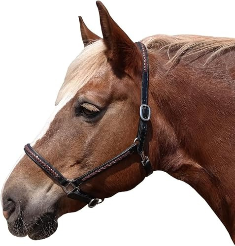 Brama West Halfter Pferd Meadow Leder Halfter (Pony)