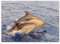 VELOFLEX 4650087 - Schreibunterlage Poster Delphine, 35x50 cm, rutschfest