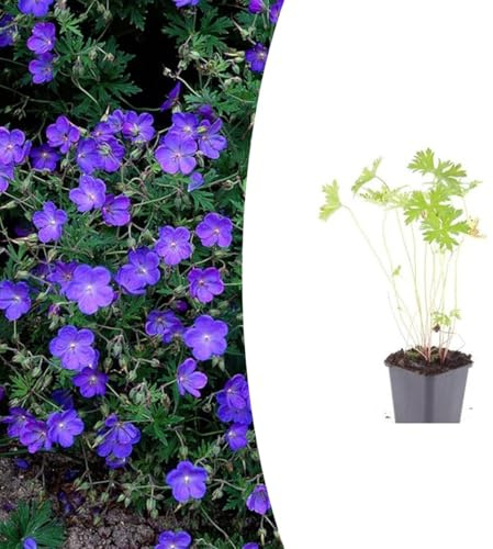 Geranie 'Johnson's Blue' | 24 Stück - 10-25cm - Ø9cm - Gartenpflanze