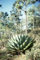 5 Samen von Agave Montana Hardy Agave Exotic