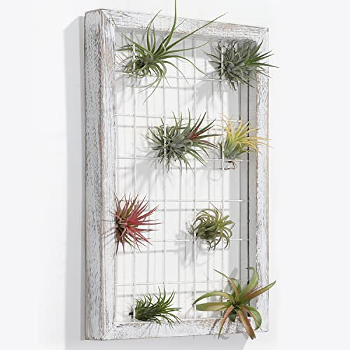 AOAOPQ Colgante de pared de madera para plantas de aire, Tillandsia de madera rústica, soporte para plantas de aire, decoración del hogar para plantas de casa, suculentas, decoración de jardín, 40 x