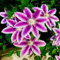 Clematis winterhart mehrjährig immergrün Kann auf Mauern, Sträucher und Zäune klettern-4knollen-B