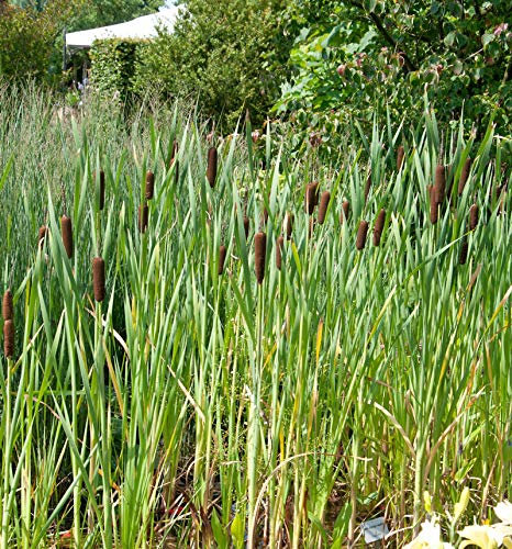 Breitblättriger Rohrkolben - Typha latifolia - Gartenpflanze