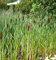Breitblättriger Rohrkolben - Typha latifolia - Gartenpflanze