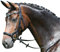 Busse Standard