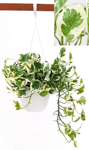 POWERS TO FLOWERS - POTOS SCINDAPSUS NJOY, N'JOY, IN BASKET 17CM, Pianta Vera