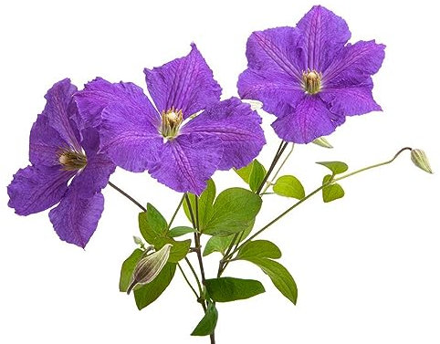 10 pcs clematis winterhart mehrjährig samen - bonsai topf praktische geschenke wiesenblumen samen blumensamen,Clematis florida, wildblumensamen bienenwiese saatgut bodendecker winterhart