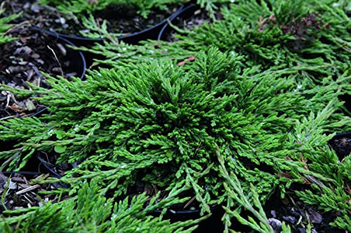 Suttons Juniperus horizontalis 'Pancake 'Dwarf Creeping Juniper Evergreen Foliage Garden Plant Ideal for Groundcover for rockeries or Raised flowerbeds and flowerpots. 3 Litre Pot