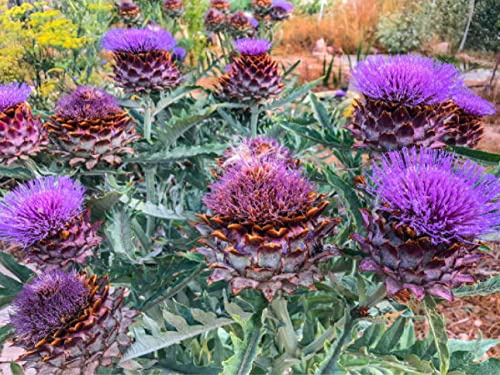 50 deutsche Samen - Artischocke (lat. Cynara cardunculus) - Saatgut für Balkon Kübel Garten Freiland - einjährige Heilpflanze – Artischocken Samen