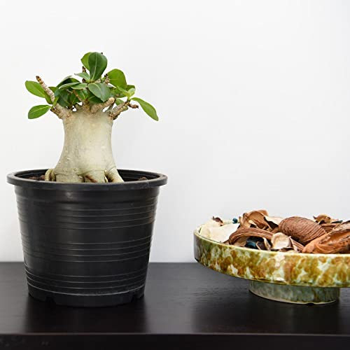 Adenium 'Ansu Baobab' - Exquisite Desert Rose Plant in 15cm Pot | Thompson and Morgan - Perfect for Your Garden or Home Décor