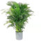 400 pcs goldfruchtpalme zimmerpflanze samen - pflanzensamen Chrysalidocarpus lutescens,Dypsis lutescens, winterharte kübelpflanzen gewächshaus balkon dekoration wohnzimmer