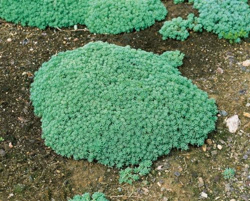 Sedum lydium 9x9 cm Topf – Winterhart, Mehrjährig, Pflegeleicht – Mauerpfeffer – Bodendecker für Steingarten & Beet