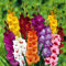 N.L. Chrestensen Wild- und Gartenblumen Mischung, Blumenzwiebeln für Garten und Wiese (MiniGladiolenMisch)