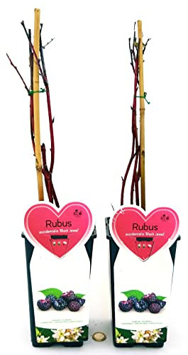 POWERS TO FLOWERS - RUBUS OCCIDENTALIS BLACK JEWEL, PIANTA DI LAMPONE NERO, 2 PIANTE, piante vere