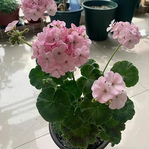 250 pcs Geranien Samen Hängend Wildblumensamen Mehrjährig Winterhart, Stauden Winterhart Mehrjährig Geranien Pflanzen Echt (Pelargonium hortorum) Topfpflanzen Echt, Outdoor Pflanzen