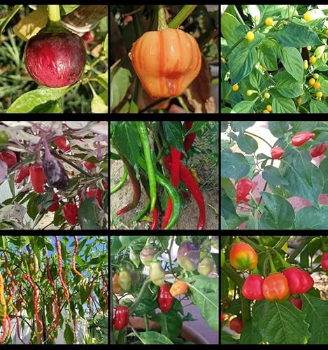 Lot de graines de piment fort, 10+++, 9 piments les plus piquants du monde, 90 graines, paquet (10)