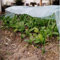 Easy to Clean Greenhouse Tunnel Foil for Maintaining Optimal Plant Environment (2 m)